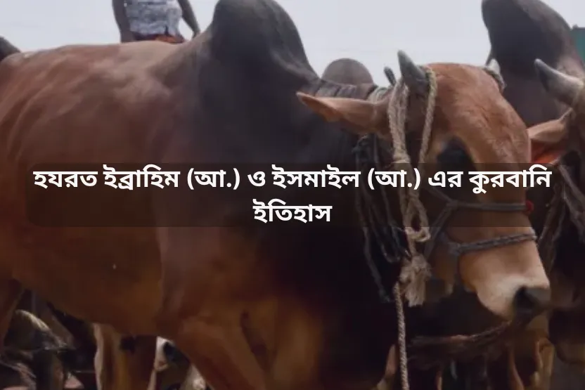 কুরবানি ইসলামে ত্যাগের প্রতীক এবং হযরত ইব্রাহিম (আ.) ও ইসমাইল (আ.) এর কুরবানি ইতিহাস