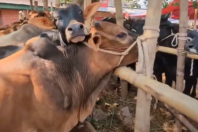 ২০২৫ সালের ঢাকার কুরবানির হাটের তালিকা ও বিশ্লেষণ
