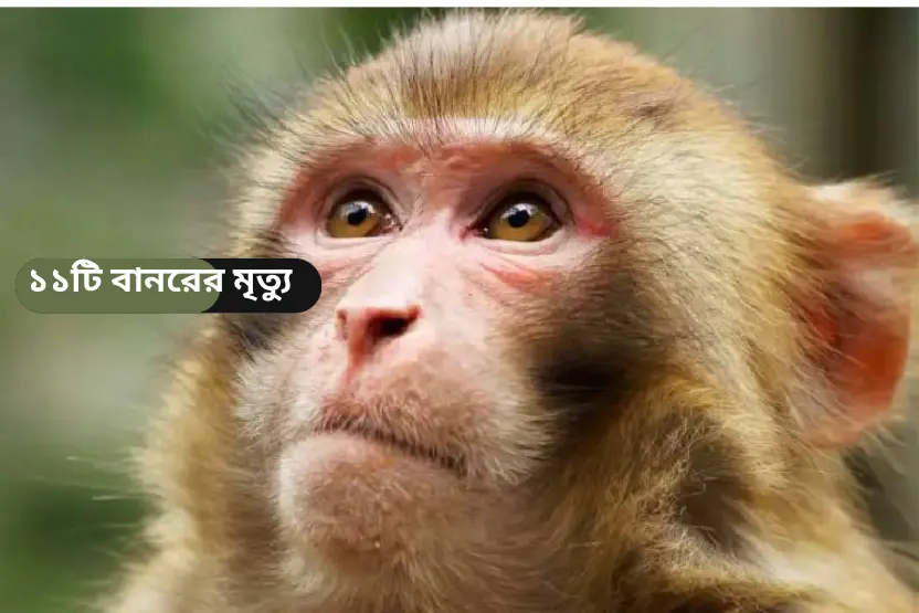 স্কুল খোলার সংবাদ